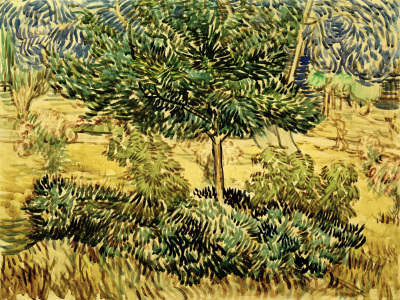 Bild-Nr: 30003130 v.Gogh, Tree a.Bushes in Asylum Garden Erstellt von: van Gogh, Vincent