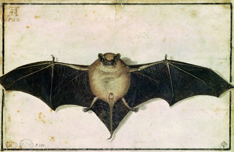 Bild-Nr: 31000346 Bat, 1522 Erstellt von: Dürer, Albrecht