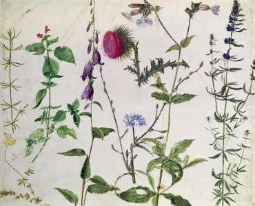 Bild-Nr: 31000350 Eight Studies of Wild Flowers Erstellt von: Dürer, Albrecht