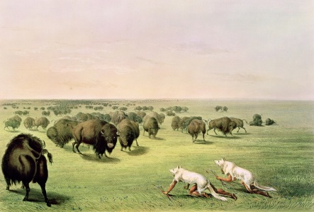 Bild-Nr: 31001715 Hunting Buffalo Camouflaged with Wolf Skins, c.1832 Erstellt von: Catlin, George