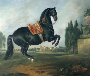 Bild-Nr: 31001721 A black horse performing the Courbette Erstellt von: Hamilton, Johann Georg