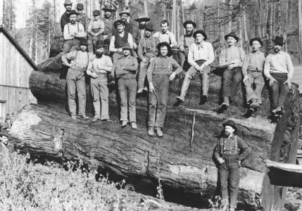 Bild-Nr: 31001882 Woodcutters in California, 1891 Erstellt von: Unbekannte Fotografen