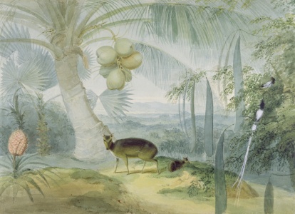 Bild-Nr: 31002154 A Landscape in Ceylon, with Barking Deer and Fawn and a pair of Paradise Fly-Cat Erstellt von: Daniell, Samuel