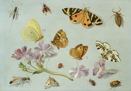 Bild-Nr: 31002266 Butterflies, moths and other insects with a sprig of periwinkle Erstellt von: Kessel, Jan van, the Elder