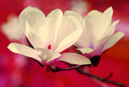 Bild-Nr: 10045537 Magnolienblüte Erstellt von: Atteloi