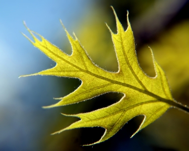 Bild-Nr: 10051815 Leaf in spring Erstellt von: youhaveadream