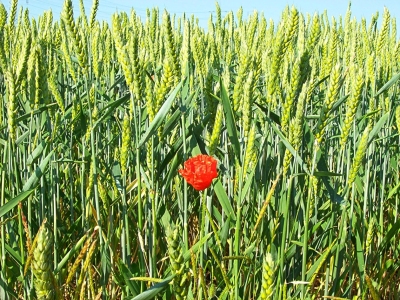 Bild-Nr: 10101396 Lonely Erstellt von: Marion227