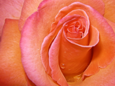 Bild-Nr: 10105490 Rose Erstellt von: Galerie-Fotoeffekt