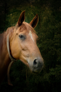 Bild-Nr: 10127084 The horse Erstellt von: yammay