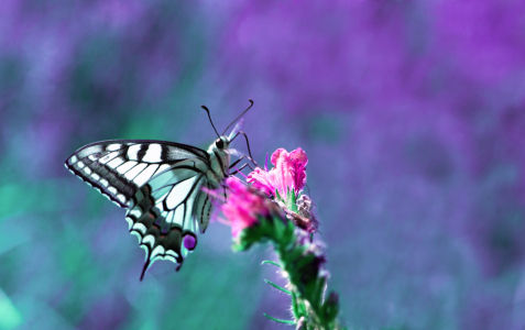 Bild-Nr: 10140592 Schwalbenschwanz Erstellt von: Atteloi