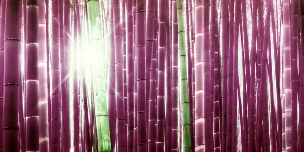 Bild-Nr: 10161300 Bambus und Licht Erstellt von: Frank Wächter