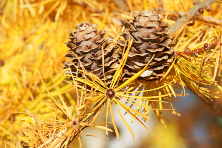 Bild-Nr: 10297309 Goldener Herbst Erstellt von: PhotographybyMK