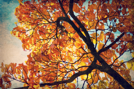 Bild-Nr: 10299051 Abstrakte Herbstimpression Erstellt von: Angela  Dölling