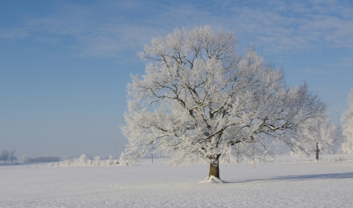 Bild-Nr: 10320599 Schneeschönheit Erstellt von: Tanja Riedel