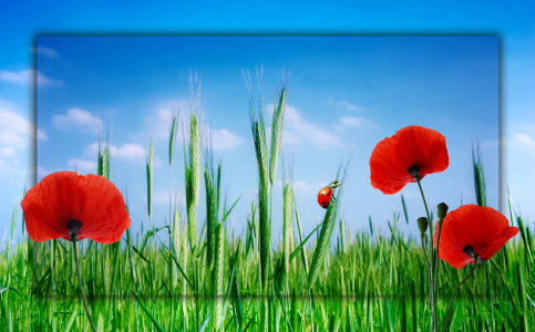 Bild-Nr: 10397165 Mohnblumen Erstellt von: Atteloi