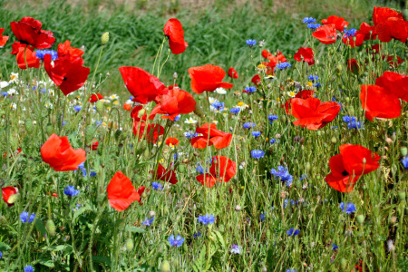 Bild-Nr: 10454386 Mohnblumen und Kornblumen und Kamille Erstellt von: Susanne Herppich