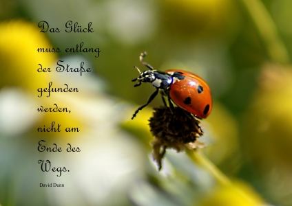 Bild-Nr: 10468040 Bonne Chance Erstellt von: youhaveadream