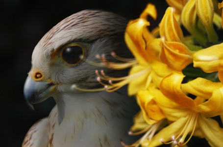 Bild-Nr: 10518739 Falke Fantasy Erstellt von: Cindy Friedrich
