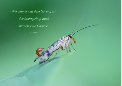 Bild-Nr: 10546271 Auf dem Sprung Erstellt von: youhaveadream