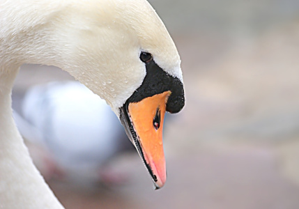 Bild-Nr: 10591219 Cygne Erstellt von: youhaveadream