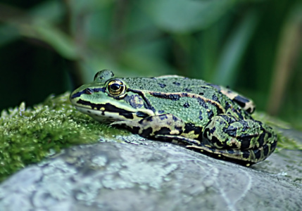 Bild-Nr: 10612532 Kiss me Erstellt von: youhaveadream