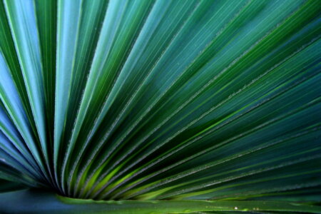 Bild-Nr: 10622380 Palmenblatt Erstellt von: Heike  Hultsch