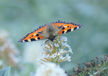 Bild-Nr: 10630532 Papillon Erstellt von: youhaveadream
