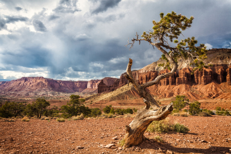 Bild-Nr: 10654450 Lonely Tree Erstellt von: Photographicjourney