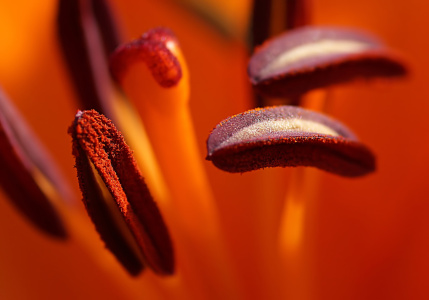 Bild-Nr: 10683118 Blütenspiel Erstellt von: youhaveadream