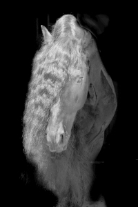 Bild-Nr: 10695281 Friese Erstellt von: Nicole-Hollenstein