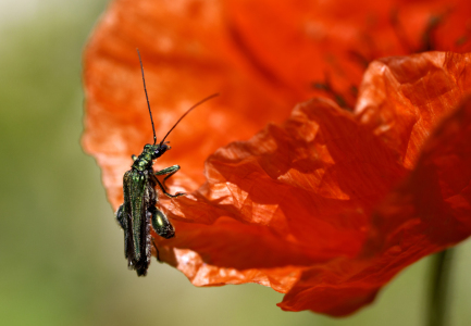 Bild-Nr: 10713939 Poppy in Red IV Erstellt von: MonikaIburg