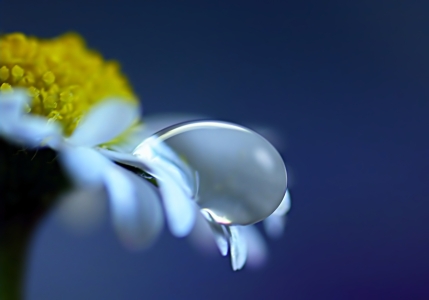 Bild-Nr: 10722555 Daisy Erstellt von: youhaveadream