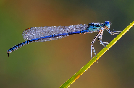 Bild-Nr: 10726019 Libelle mit Tauperlen Erstellt von: Gerhard726
