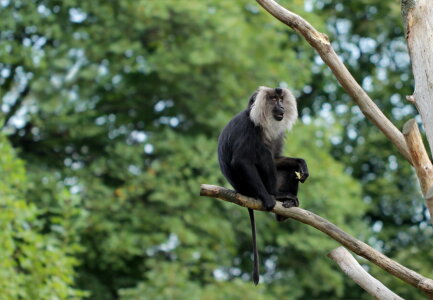 Bild-Nr: 10731389 Bartaffe Erstellt von: Heike Hultsch