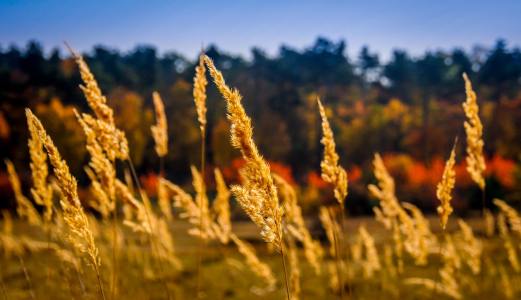 Bild-Nr: 10736747 Herbst Erstellt von: rhoepfner