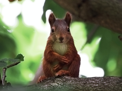 Bild-Nr: 10739833 ceci n'est pas un animal Erstellt von: blitzgneisserin