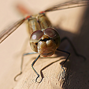 Bild-Nr: 10756447 Laughing dragonfly Erstellt von: youhaveadream