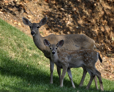 Bild-Nr: 10773957 Mutter-Kind Erstellt von: Octopus8