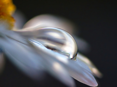 Bild-Nr: 10799645 Daisy Erstellt von: youhaveadream
