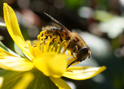 Bild-Nr: 10862704 Frühlingshonig Erstellt von: youhaveadream