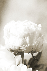 Bild-Nr: 10868792 Pfingstrose Erstellt von: webnaturfoto