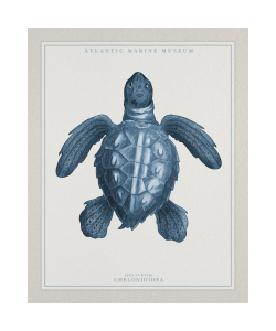 Bild-Nr: 10904453 Atlantic Marine Museum Turtle I Erstellt von: CASA-FINE-ARTS