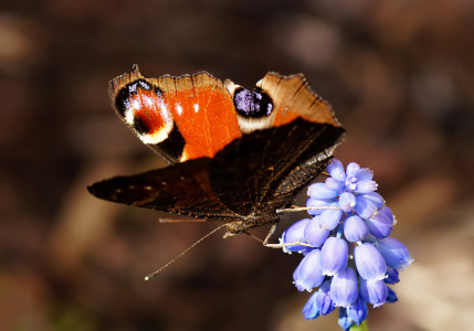Bild-Nr: 10907171 Frühlingsfalter Erstellt von: youhaveadream