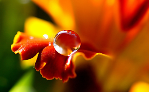 Bild-Nr: 10908795 Blütenblatt Erstellt von: youhaveadream