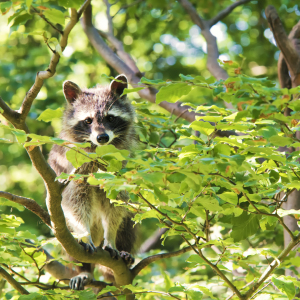 Bild-Nr: 10962463 Waschbär Erstellt von: Jake-Playmo