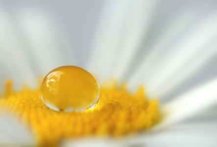 Bild-Nr: 10975836 Margerite Erstellt von: youhaveadream