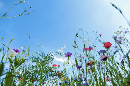 Bild-Nr: 10992566 Blumenwiese Erstellt von: fotoping