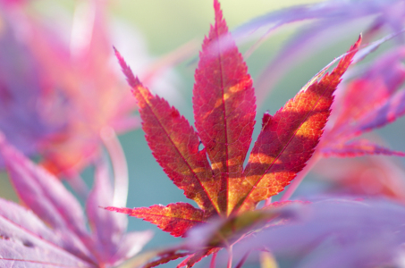 Bild-Nr: 11072151 Acer palmatum Blätter im Herbst Erstellt von: Tanja Riedel