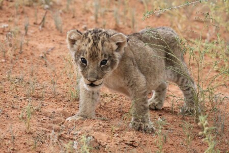 Bild-Nr: 11183514 Young lion in the Kgalagadi Erstellt von: sasowewi