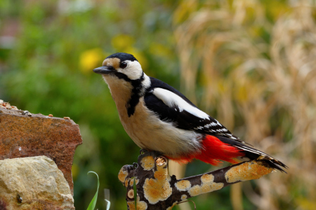 Bild-Nr: 11221768 Buntspecht 4 Erstellt von: Richard-Young